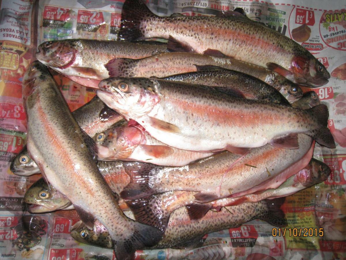Florennes Gite Neuf 150 M2 Devant Un Grand Lac Prive De 2 Hectares Poissonneux Au Milieu Des Bois Exterior photo
